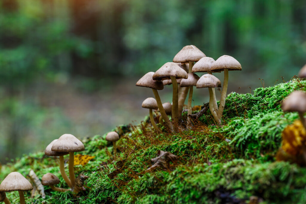 Mushrooms growing in a wooded area.