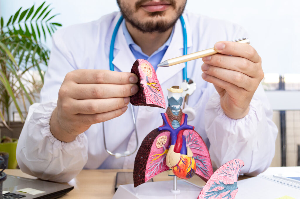 Doctor pointing out how a lunch functions with a small model of a lung.